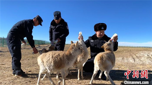 青海可可西里保护区藏羚羊迎来“恋爱季”