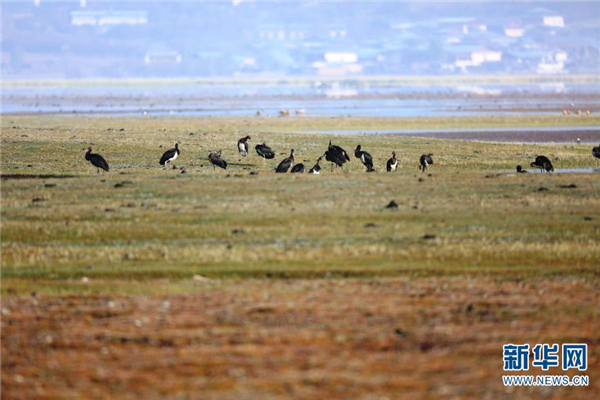 云南纳帕海湿地成黑鹳国内最大越冬停歇地