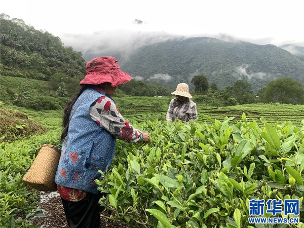 西藏墨脱：“莲花秘境”茶香 沿条条大路飘四方