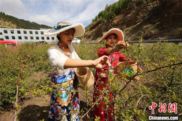 青海省果洛州班玛县举行第三届藏雪茶采摘节