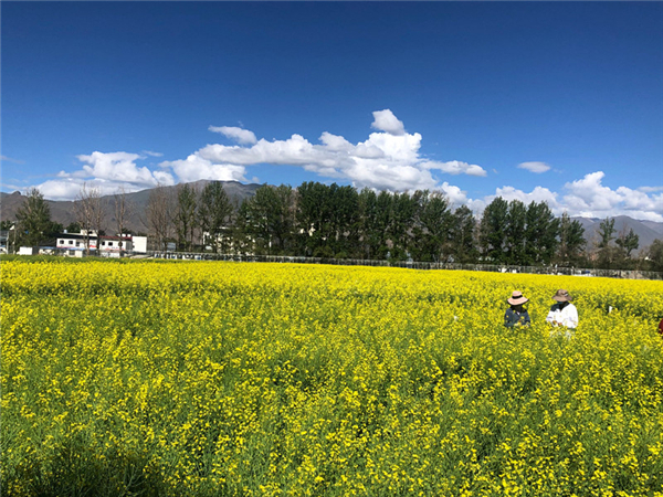 西藏：构建“油菜+桃花”立体景观农业模式