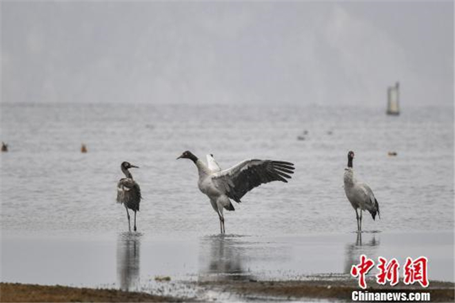 纳帕海：香格里拉的候鸟天堂