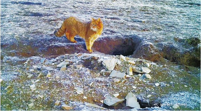 青海玉树州嘉塘草原荒漠猫育儿过程首次被记录