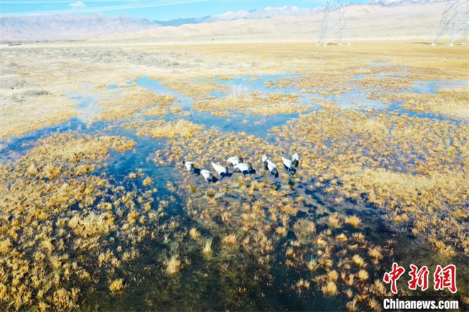 数十只黑颈鹤“如约而至”柴达木盆地都兰湖湿地