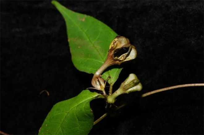 科研人员在西藏发现吊灯花属新种吉隆吊灯花