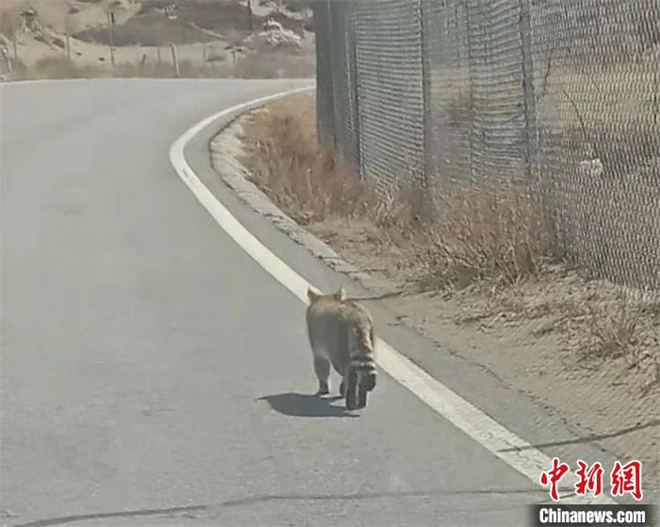 青海湖湖东地区首次发现国家保护动物荒漠猫