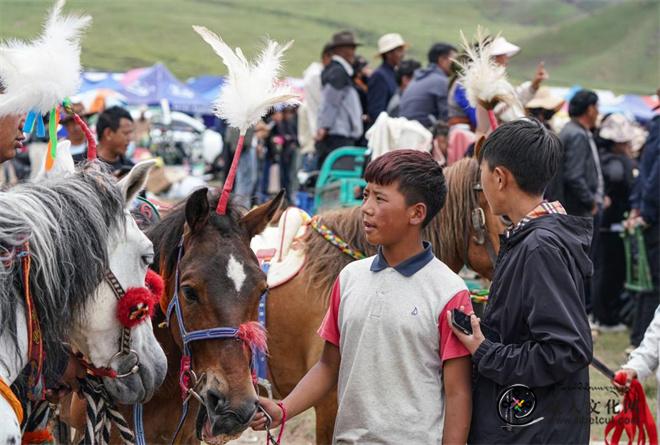 西藏拉萨：藏乡丰收“望果” 赛马正当时
