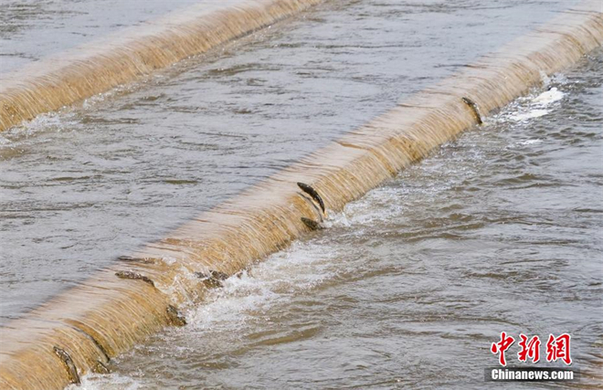 青海湟鱼进入洄游季 鱼群逆流产卵5.jpg