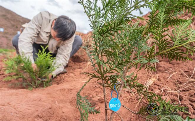 “植物大熊猫”崖柏在西藏昌都完成异地适应性栽培.jpg