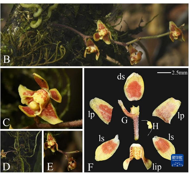 西藏新发现兰科植物一新记录种2.jpg