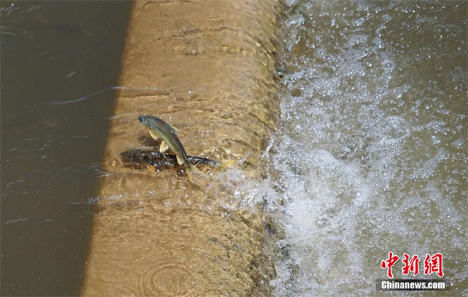 青海湟鱼进入洄游季 鱼群逆流产卵2.jpg