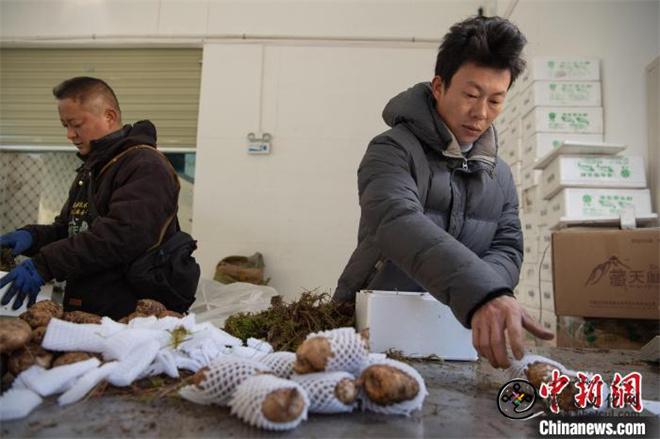 西藏波密：藏天麻种植成为村民增收新引擎2.jpg