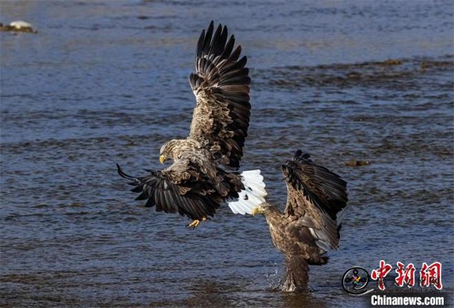 青海开展猛禽白尾海雕、高山兀鹫的迁徙调查1.jpg