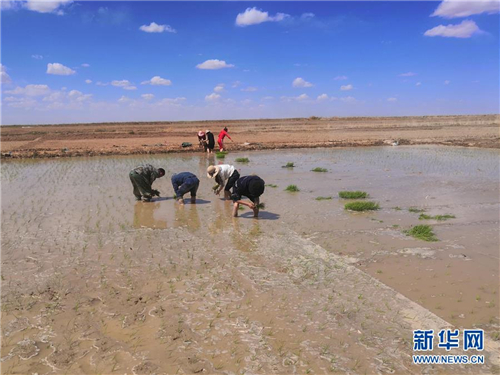 海水稻首次在青藏高原柴达木盆地试种植2.jpg