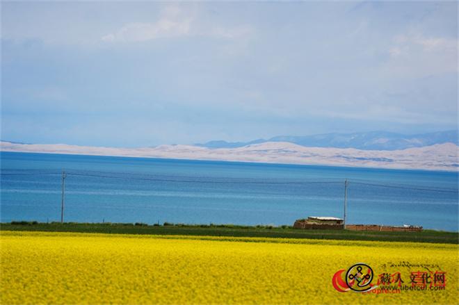 青海湖畔油菜花开迎客来3.jpg