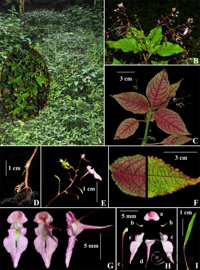 研究人员在西藏发现凤仙花属植物新物种1.jpg