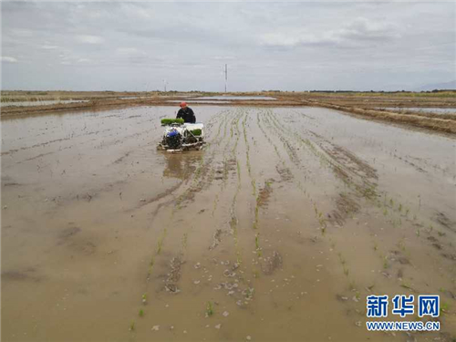 海水稻首次在青藏高原柴达木盆地试种植1.jpg