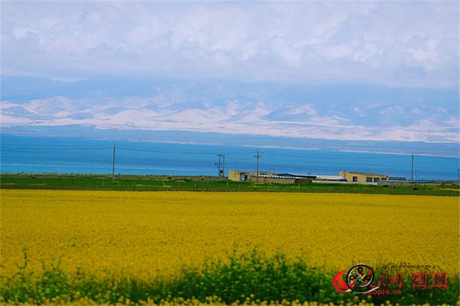 青海湖畔油菜花开迎客来5.jpg